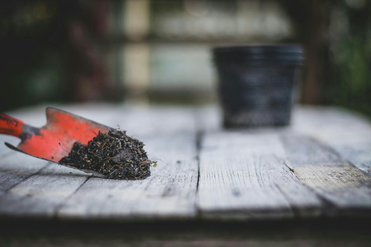 Arricchisci il terreno del tuo orto: questo semplice elemento naturale cambia le tue piante