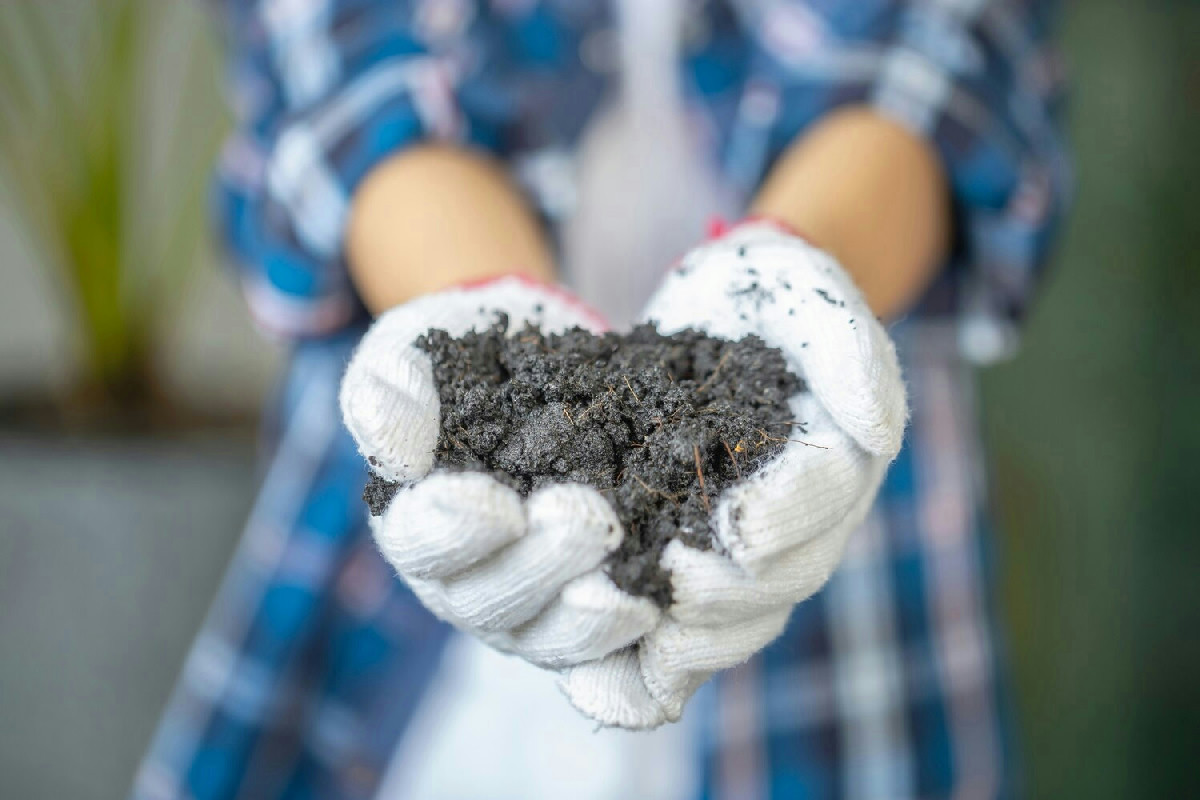 Arricchisci il terreno del tuo orto: questo semplice elemento naturale cambia le tue piante