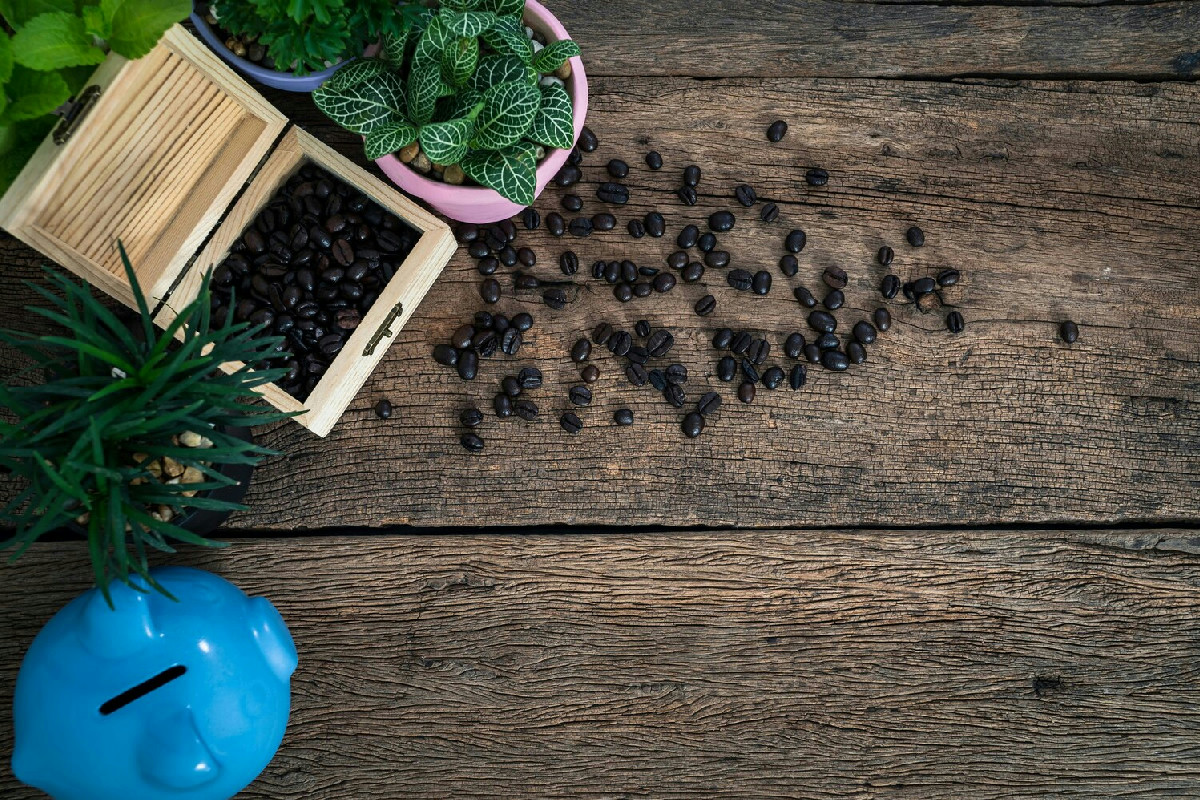 I fondi di caffè nutrienti per le piante: tre modi efficaci per favorire una crescita rigogliosa