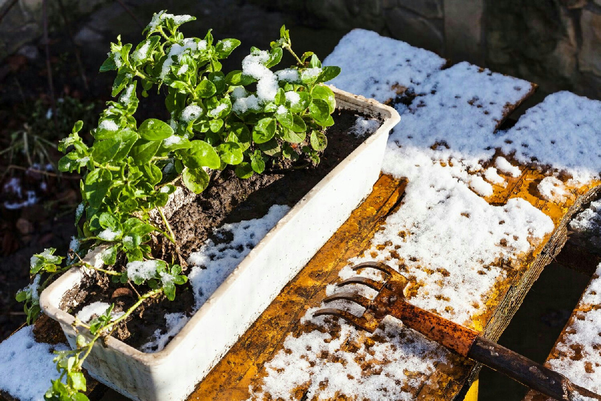 Verdure ideali per un orto invernale: cosa piantare a dicembre per un raccolto abbondante e sano a casa